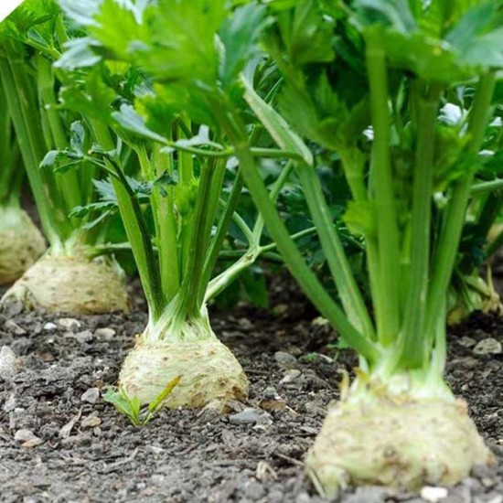 Kereviz Kök Büyük 1 Kg