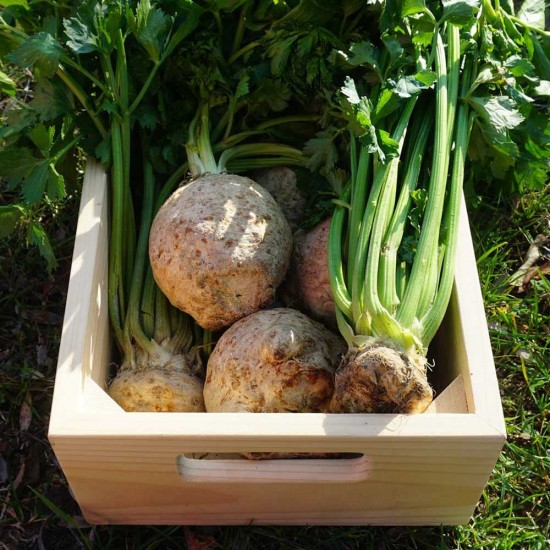 Kereviz Kök Büyük 1 Kg