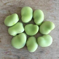 Bakla Taze İç 1 Kg