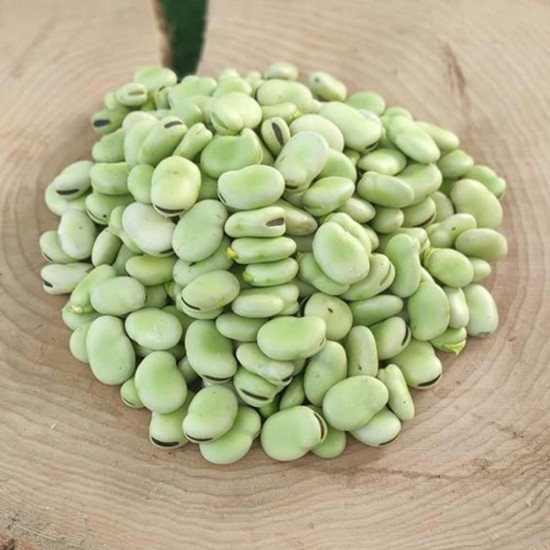 Bakla Taze İç 1 Kg