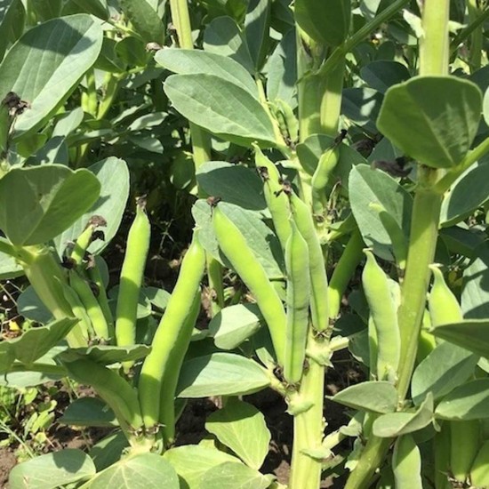 Bakla Taze İç 1 Kg