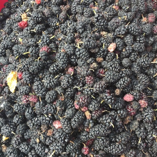 Dut Kara (250 gr/Pkt) 1 Paket