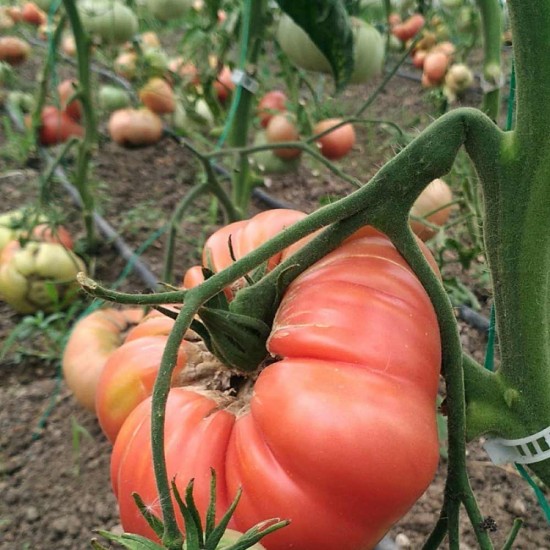 Domates Pembe 1 Kg