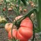 Domates Pembe 1 Kg