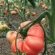 Domates Pembe 1 Kg