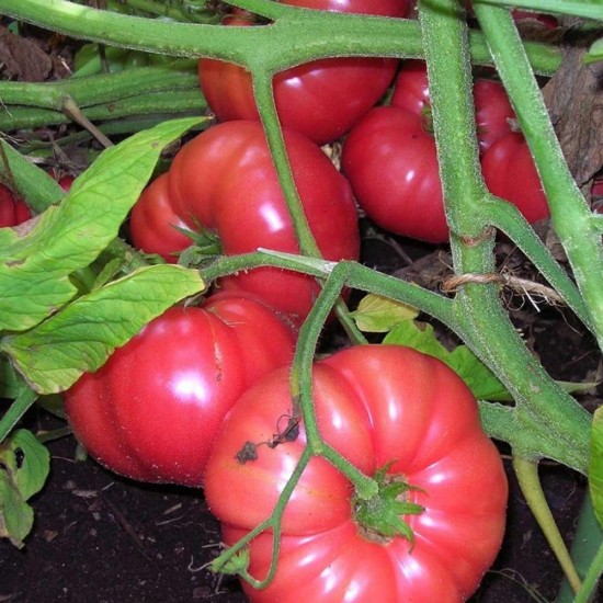Domates Pembe 1 Kg