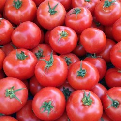Domates Tarla Salçalık 1 Kg