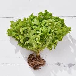 Marul Kıvırcık Arapsaçı 1 Adet