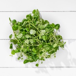 Su Teresi Yabani 50 gr