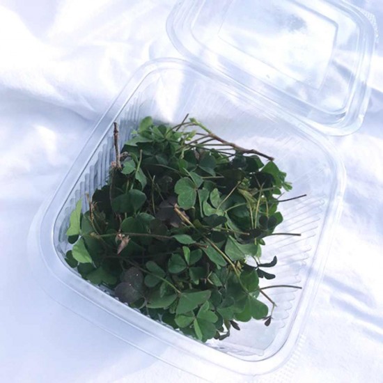 Yaprak Minik Yonca 1 Paket 25 gr