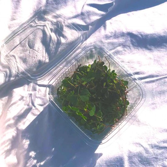 Yaprak Minik Yonca 1 Paket 25 gr