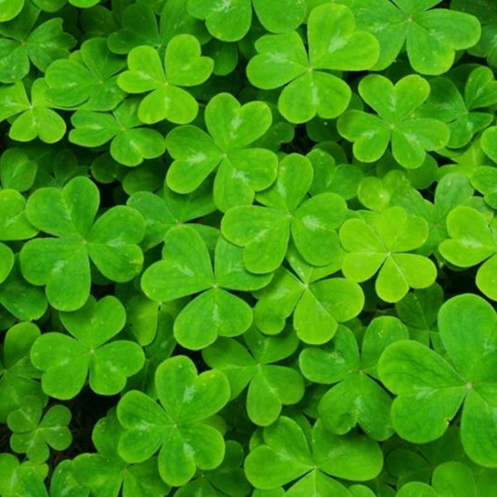 Yaprak Minik Yonca 1 Paket 25 gr