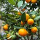 Mandalina 1 Kg