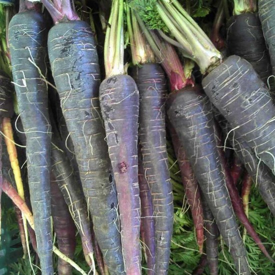 Havuç Siyah (Mor) 1 Kg
