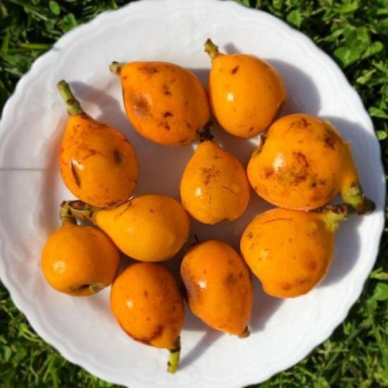 Erik Malta 1 Kg Yeni Dünya