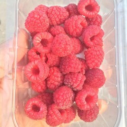 Ahududu Taze (125 gr/Pkt) 1 Paket