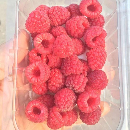 Ahududu Taze (125 gr/Pkt) 1 Paket