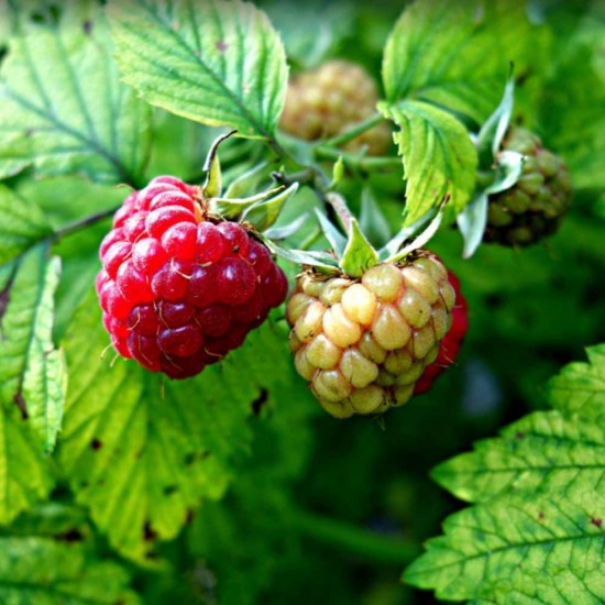 Ahududu Taze (125 gr/Pkt) 1 Paket