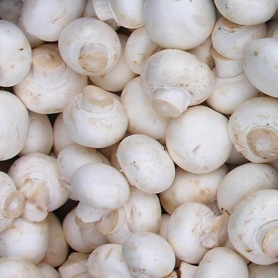 Mantar Kültür 500 gr