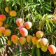 Mango 1 Adet