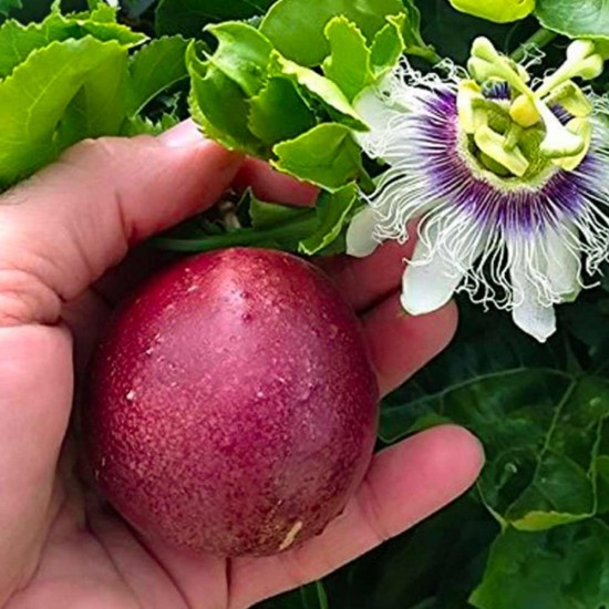 Passion Fruit Meyvesi Çarkıfelek 1 Adet