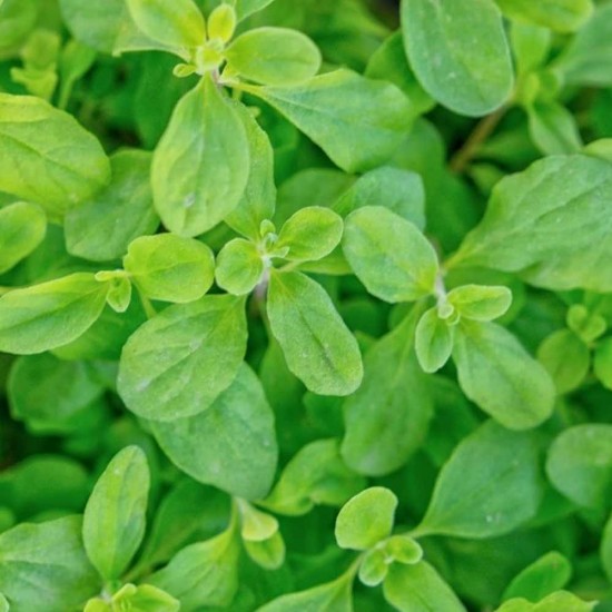 Mercanköşk Majaron Taze 25 gr