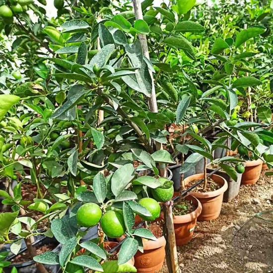 Limon Lime Misket İthal 1 Kg