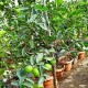 Limon Lime Misket İthal 1 Kg