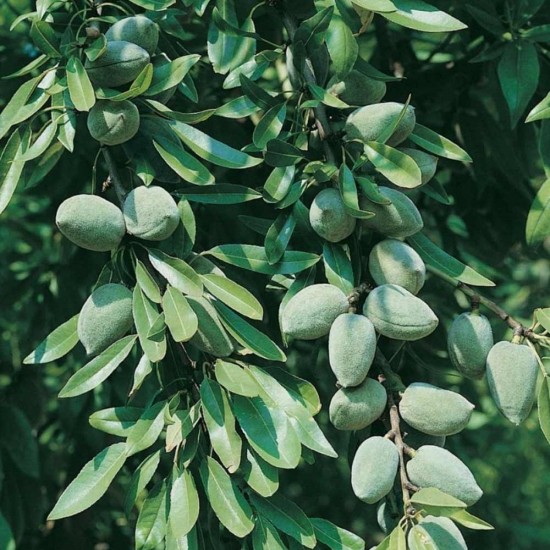 Çağla Badem (250 gr) 1 Paket