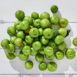 Erik Papaz 1 Kg