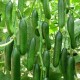 Salatalık Çengelköy 1 Kg Hıyar