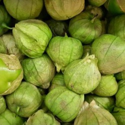 Tomatillo Yeşil 500 gr Damlıca Çiftliği