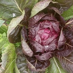 Hindiba Kırmızı 1 Adet Damlıca Çiftliği