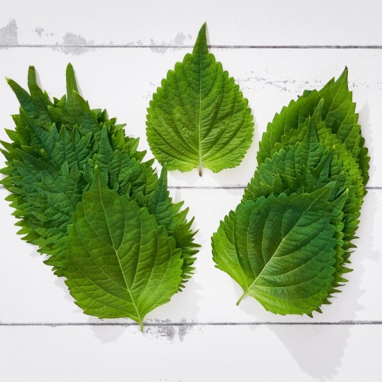 Biftek Otu Shiso Yeşil 20 Yaprak 1 Paket