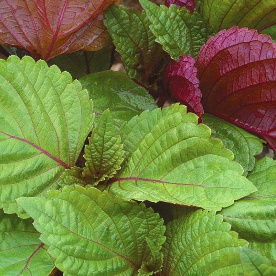 Biftek Otu Shiso Karışık 20 Yaprak 1 Paket