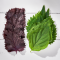 Biftek Otu Shiso Karışık 20 Yaprak 1 Paket