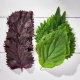 Biftek Otu Shiso Karışık 20 Yaprak 1 Paket