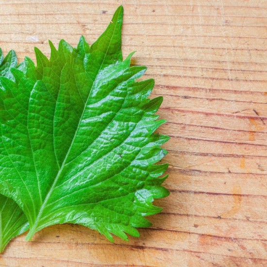 Biftek Otu Shiso Yeşil 20 Büyük Yaprak 1 Paket