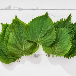 Biftek Otu Shiso Yeşil 20 Büyük Yaprak 1 Paket