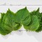 Biftek Otu Shiso Yeşil 20 Büyük Yaprak 1 Paket