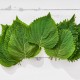 Biftek Otu Shiso Yeşil 20 Büyük Yaprak 1 Paket