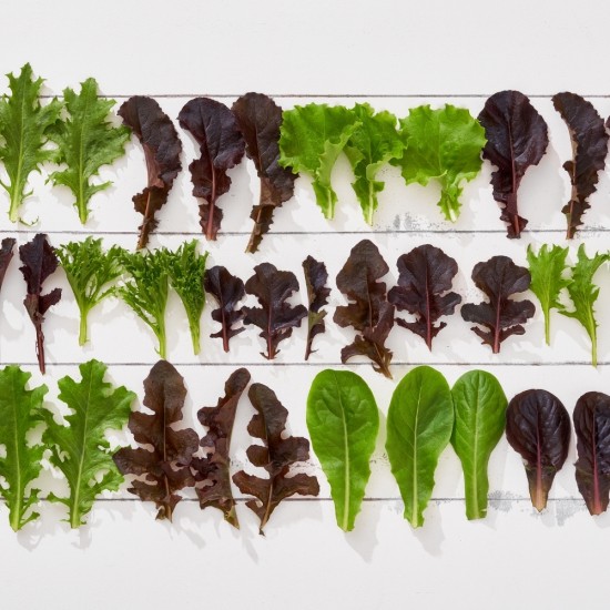 Salata Karışık Çıtır Baby Marul 150 gr 1 Paket