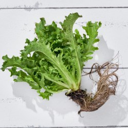 Marul Endivyen Baby (50-60 gr/Ad) 1 Adet