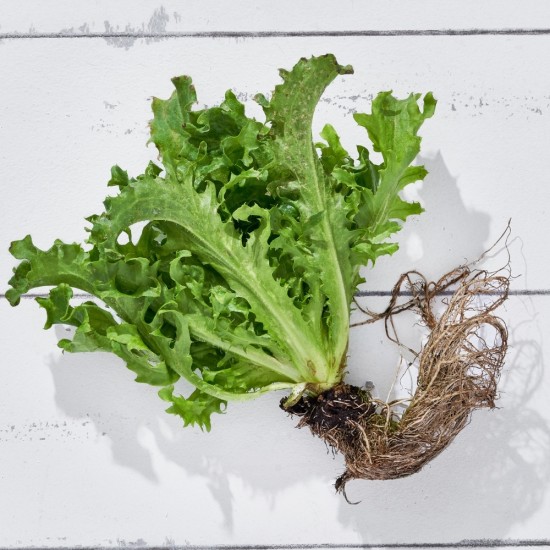 Marul Endivyen Baby (50-60 gr/Ad) 1 Adet