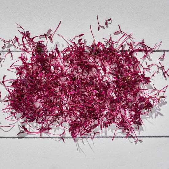 Mikrofiliz Amaranth (8 gr/Pkt) 1 Paket