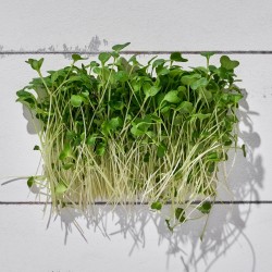 Mikrofiliz Brokoli (25 gr/Pkt) 1 Paket Mikrofiliz Brokoli (25 gr/Pkt) 1 Paket