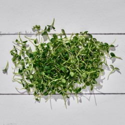 Mikrofiliz Crimson (20 gr/Pkt) 1 Paket Mikrofiliz Crimson (20 gr/Pkt) 1 Paket