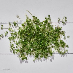 Mikrofiliz Genovese Fesleğen (20 gr/Pkt) 1 Paket