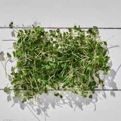 Mikrofiliz Hardal Dijon (15 gr/Pkt) 1 Paket Mikrofiliz Hardal Dijon (15 gr/Pkt) 1 Paket