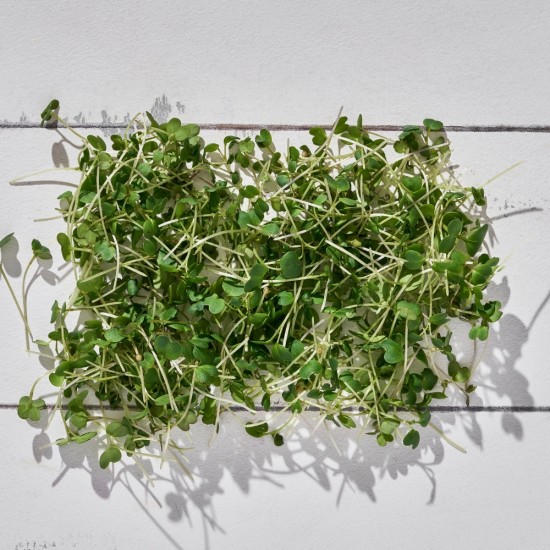 Mikrofiliz Hardal Dijon (15 gr/Pkt) 1 Paket